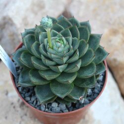Echeveria purpusorum 10cm
