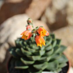 Echeveria purpusorum 10cm