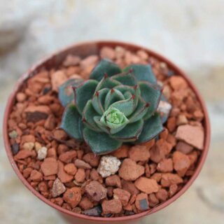 Echeveria purpusorum 3-4cm