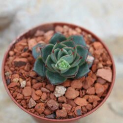 Echeveria purpusorum 3-4cm