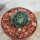 Echeveria purpusorum 3-4cm