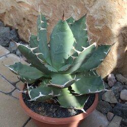 Agave titanota 27-30cm