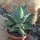 Agave titanota 23cm