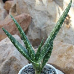Aloe paradisicum 10-15cm