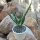 Aloe paradisicum 10-15cm mit Topf