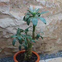 Tylecodon paniculatus 35cm