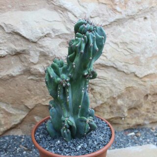 Cereus peruvianus monstrosus Höhe 23cm