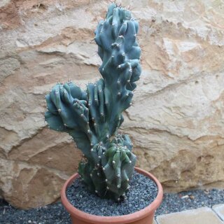 Cereus peruvianus monstrosus Höhe 40cm