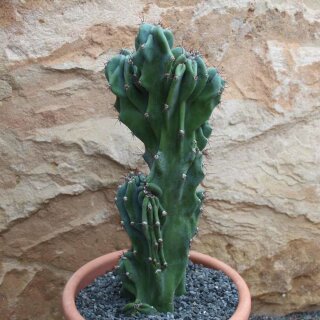 Cereus peruvianus monstrosus Höhe 37cm
