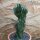 Cereus peruvianus monstrosus Höhe 37cm