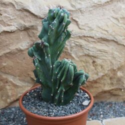 Cereus peruvianus monstrosus Höhe 23cm