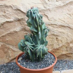 Cereus peruvianus monstrosus Höhe 23cm