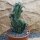 Cereus peruvianus monstrosus Höhe 23cm