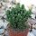 Cereus tetragonus cv. Florida Paolina Höhe 12cm