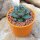 Echeveria purpusorum 5cm mit Topf