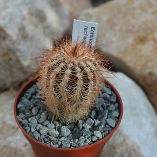 Echinocereus reichenbachii var. baileyi