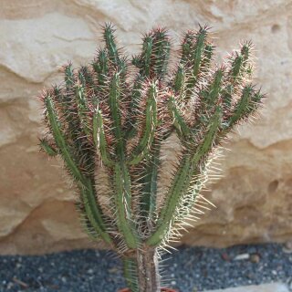 Euphorbia pentagona