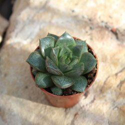 Echeveria purpusorum 5cm