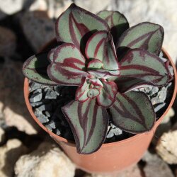 Echeveria nodulosa 8cm
