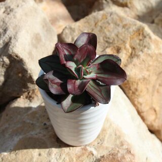 Echeveria nodulosa 8cm mit Topf