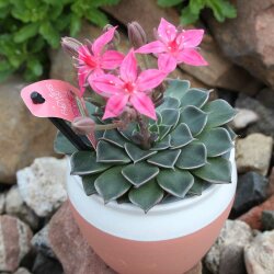 Graptopetalum tacitus bellum mit Topf