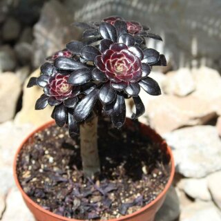 Aeonium arboreum nigrum / Mittel