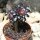Aeonium arboreum nigrum / Mittel