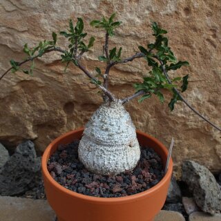 Fockea edulis