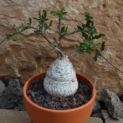 Fockea edulis