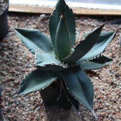 Agave titanota 20cm