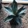 Agave titanota 15-18cm