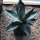 Agave titanota 20cm