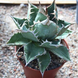 Agave titanota 16cm