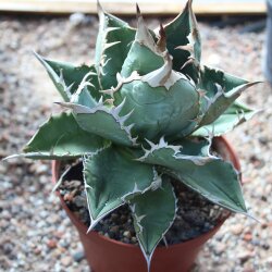 Agave titanota 16cm