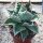 Agave titanota 16cm