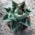 Agave titanota 16cm