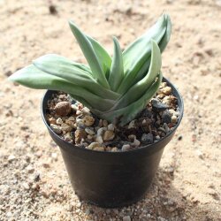 xGasteraloe cv. Green Ice