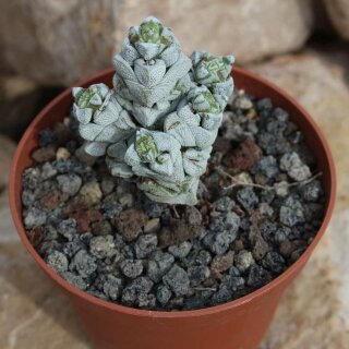 Crassula deceptor var. arta