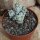Crassula deceptor var. arta