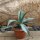 Agave americana var. striata ssp. americana 35-40cm