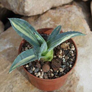Agave americana var. striata ssp. americana 8-12cm