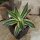 Agave lophantha Quadricolor 10-15cm