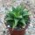 Haworthia angustifolia f. baylissii 6cm