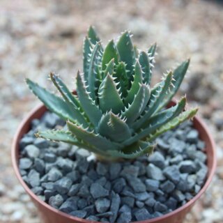 Aloe brevifolia Ø 6-8cm