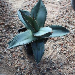 Agave titanota 18cm