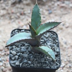 Agave titanota 5-8cm