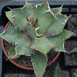 Agave titanota 5-8cm