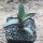Agave titanota 5-8cm