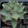 Agave titanota 5-8cm