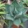 Agave titanota 45cm